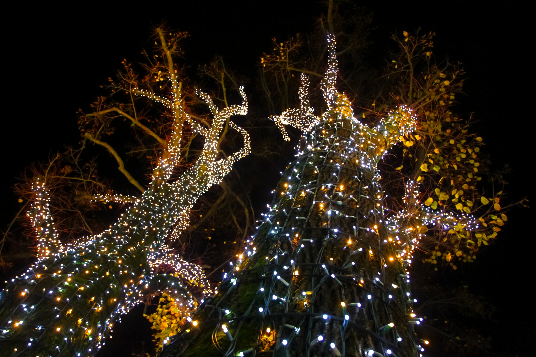 Glowing Christmas Lights And Trees Contact