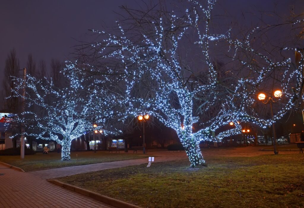 Glowing Blue Christmas Lights And Trees At Park