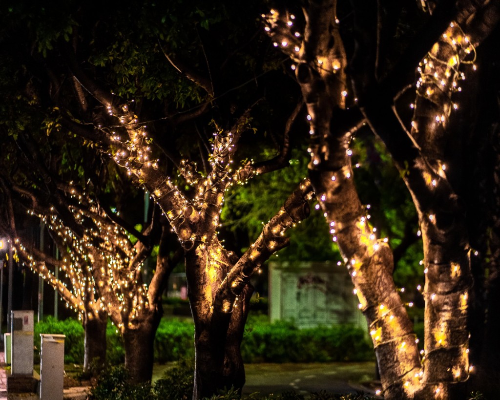 Glowing Yellow Christmas Lights And Trees