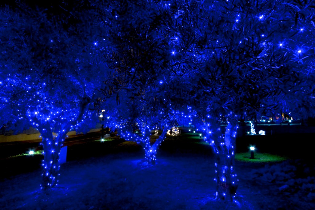 Glowing Blue Christmas Lights And Trees