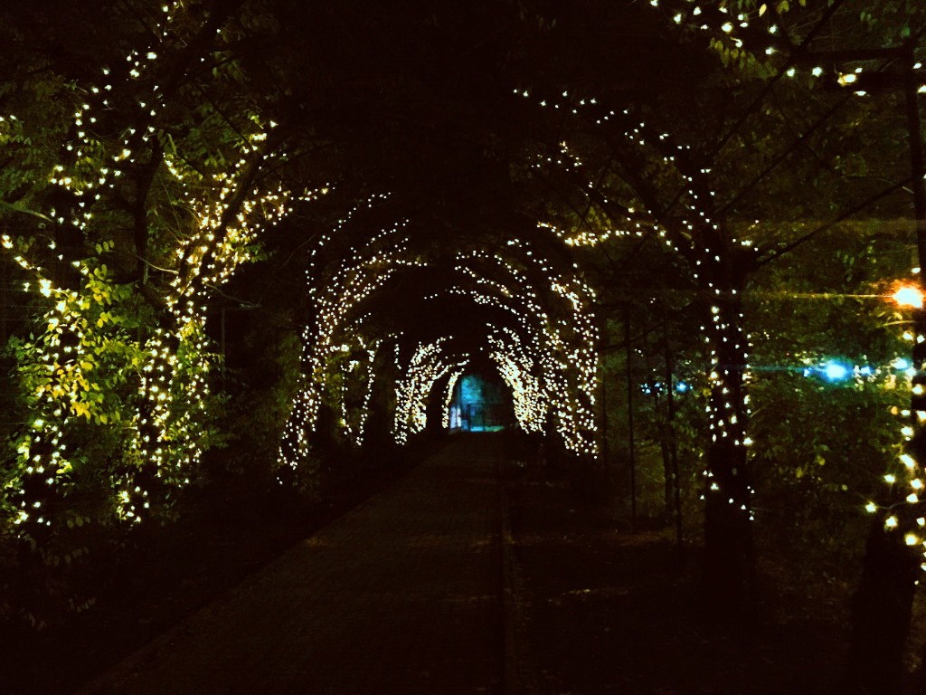 Glowing Christmas Lights And Trees